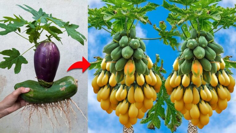 Diese einfache Technik verwandelt Auberginen mit Papaya in saftige Früchte… überraschend
