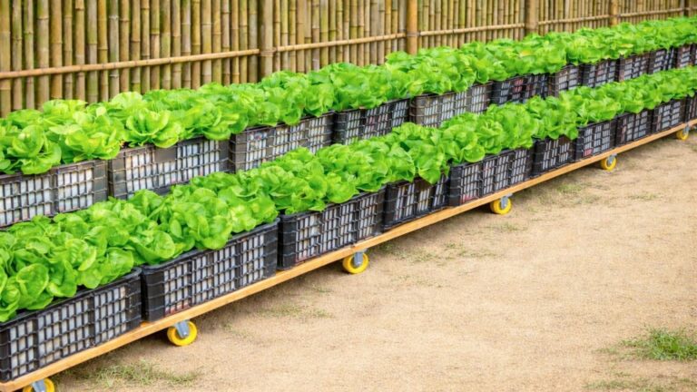 Viele wissen nicht, dass du mit alten Obstkisten atemberaubende Salate anbauen kannst…