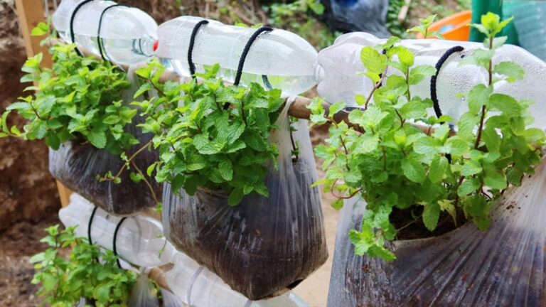 Diese geniale Methode verwandelt Plastiktüten in eine üppige Minz-Oase …