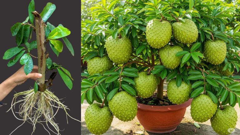 Diese einfache Technik verwandelt Schnittstücke in fruchttragende Soursop-Bäume in kurzer