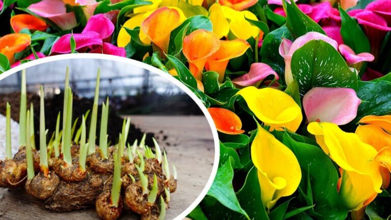 Diese einfache Methode verwandelt verblasste Calla-Lilien in strahlende Farben…