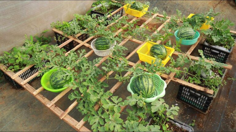 Mit dieser einfachen Methode zur Wassermelonen-Zucht verwandelst du deinen Garten in ein