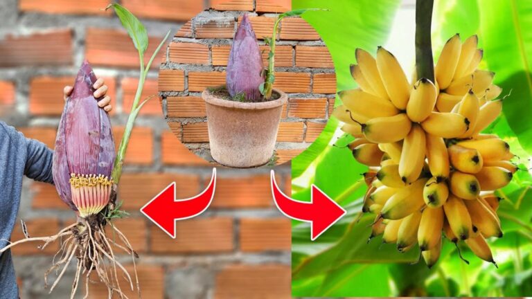 Diese einfache Technik lässt deine Mango-Bäume schneller wachsen als je zuvor…