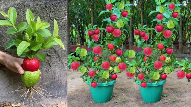 Dieser vergessene Trick verwandelt Äpfel in Guaven und bringt deinen Garten zum Blühen…