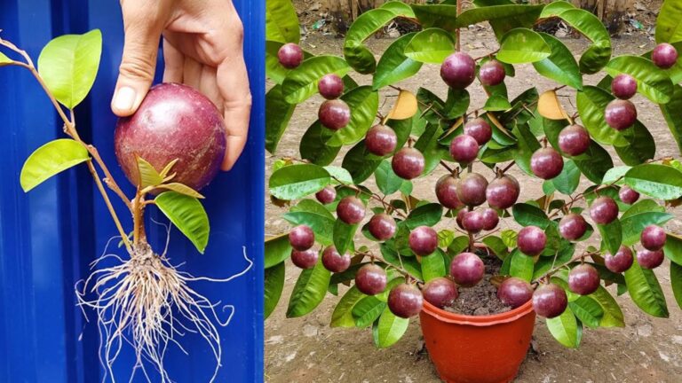Dieser einfache Trick lässt deinen Mangobaum schneller und fruchtbarer wachsen…
