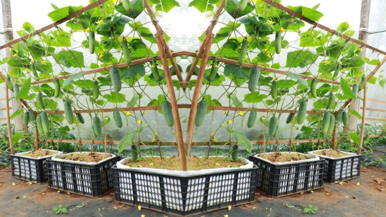 Diese einfache Methode verwandelt deine Terrasse in ein Gurgenparadies… so pflanzt man