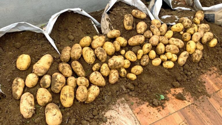 Ein alter Trick, um im eigenen Garten unglaublich viele Kartoffeln zu ernten…