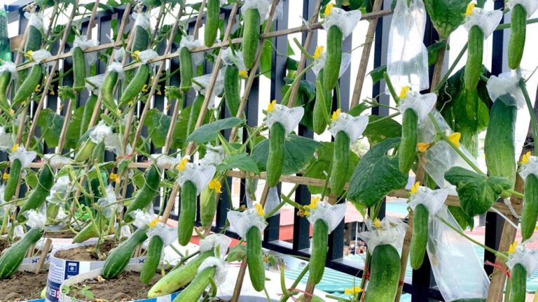 Eine einfache Methode, um auf dem Balkon überreichliche Gurgen zu ernten…