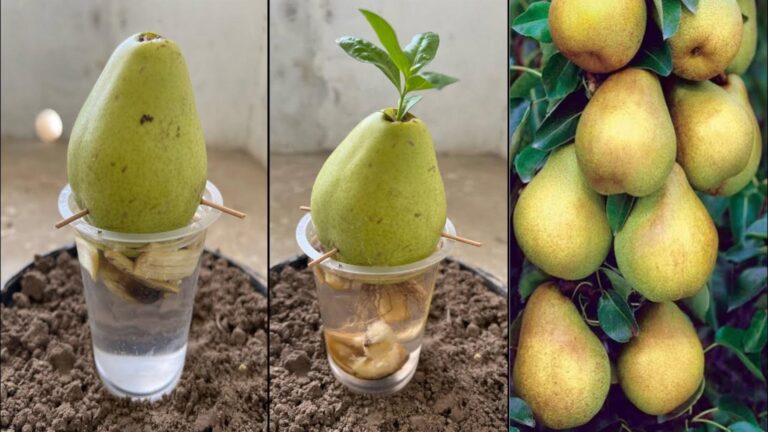 Diese einfache Methode verwandelt Birnenfrüchte in prächtige Bäume – überrasche deine
