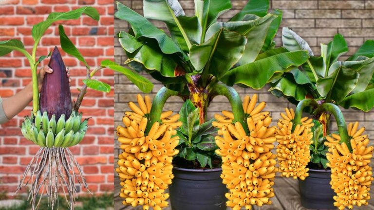 Dieser vergessene Trick lässt deinen Mangobaum im Handumdrehen fruchtbar werden…
