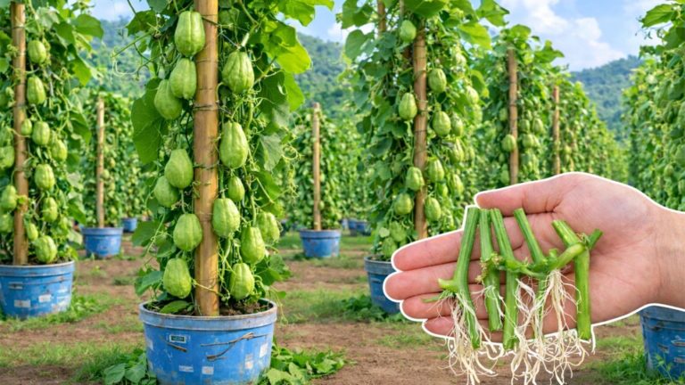 Dieser einfache Trick verwandelt deine Küche in ein Chayote-Paradies … entdecke wie!