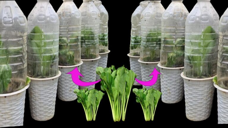 Ein alter Trick für deinen Mini-Gemüsegarten: Erlebe erstaunliche Erträge…