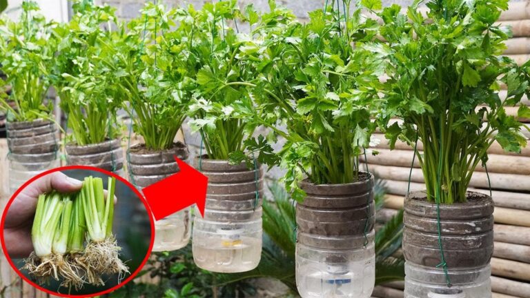 Diese geniale Methode verwandelt leere Flaschen in frisches Sellerie – so einfach geht’s…