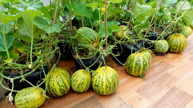 Dieser einfache Trick verwandelt deinen Balkon in eine Melonen-Oase voller Früchte…