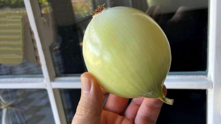 So verwenden viele Zwiebeln für klare Fenster