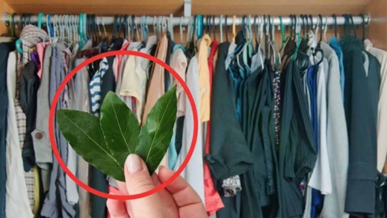 Loorbeerblätter im Schrank? So befreist du dich dauerhaft!