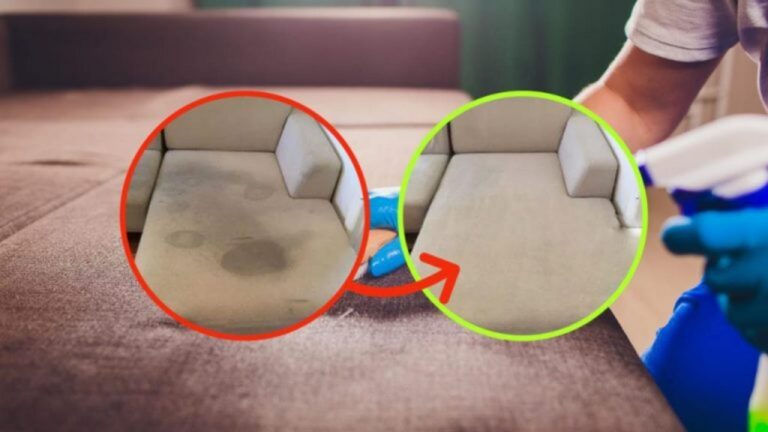 Fleckentferner für Haustierurin: So wird dein Sofa sauber