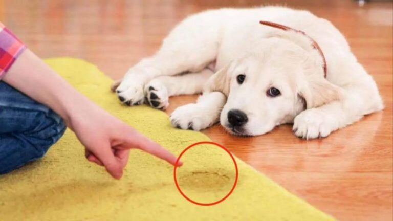 Hundeurin im Teppich entfernen: So geht’s in wenigen Schritten!
