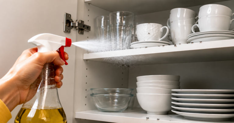 Ameisen loswerden ohne Chemie: 7 einfache Hausmittel, die wirklich helfen