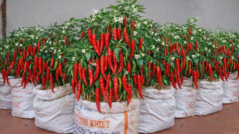Nur mit alten Säcken – ich baue das ganze Jahr Paprika an, ohne einen Garten zu brauchen!