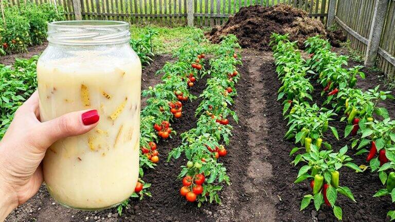 1 Liter ersetzt 1 Tonne Mist! Tomaten, Paprika, Gurken und Erdbeeren gedeihen prächtig!
